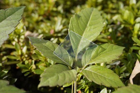 Новый пластик растворяется в океане за ночь