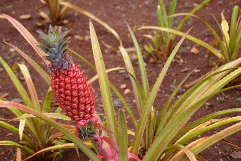 Генетически модифицированные розовые ананасы