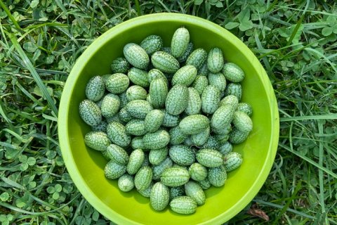 Пепкино — самые маленькие арбузы в мире