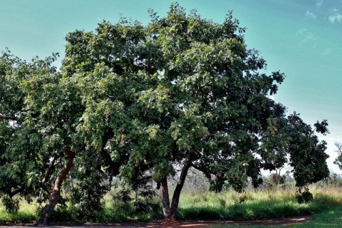 Учёные открыли дерево, которое расцветает после удара молнии