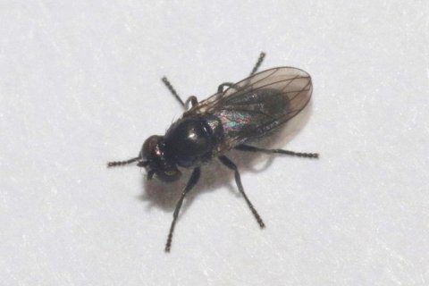 Нефтяная муха: единственный вид, который развивается в сырой нефти