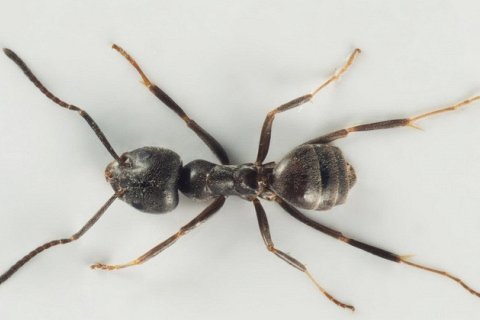 Европейские страны пытаются сдержать нашествие агрессивных «супермуравьёв»