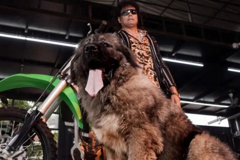 Питомец за состояние: в Индии купили самую дорогую собаку в мире