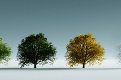 Старые деревья передают знания молодым: новое исследование