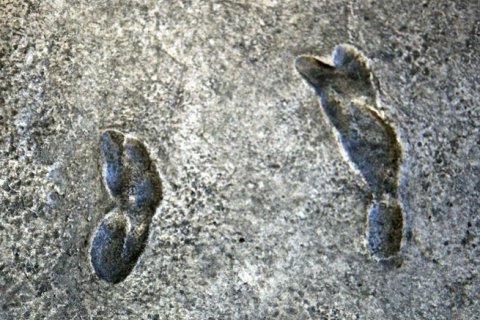 Самые древние человеческие следы в мире