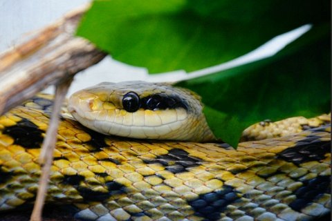 Человек, 856 доз яда и путь к универсальному противоядию