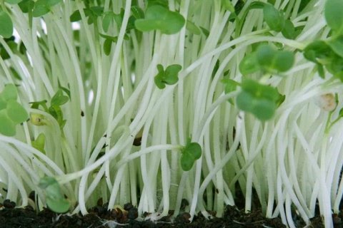 Почему стоит есть микрозелень