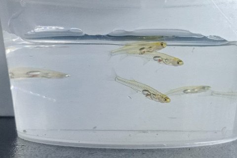 Рыба размером с ноготь человека шумит как реактивный самолет