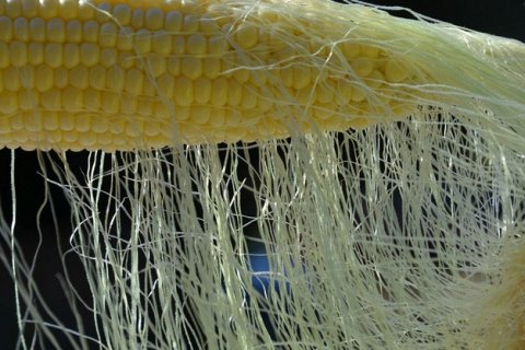 Кукурузные рыльца: простое средство с неожиданной пользой