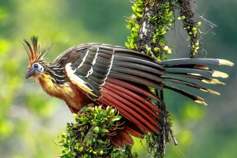 Гоацин - самая вонючая птица в мире