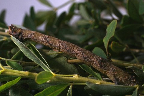 Идеальная маскировка: Гусеница-палочник