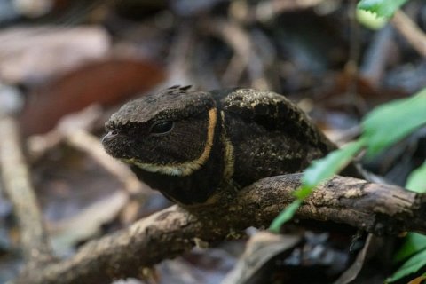 Большой ушастый козодой: птица-дракон