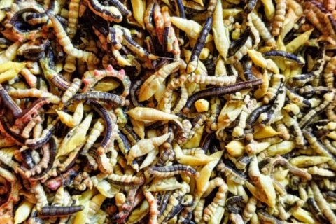 Жареные гусеницы кассии — необычное лакомство Вьетнама