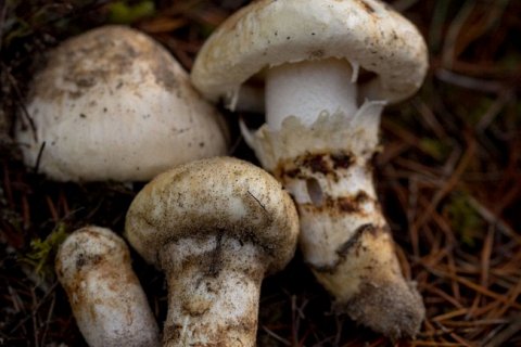 Мацутаке — самые дорогие грибы в мире