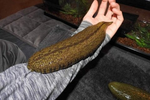 Амазонская гигантская пиявка: живая угроза из тропиков