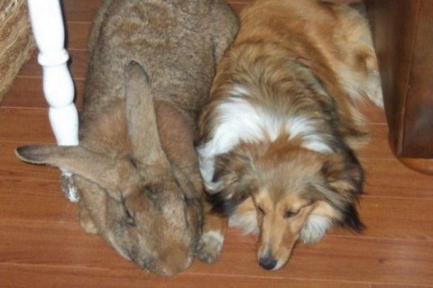 Фламандский гигант — крупнейшая порода кроликов в мире