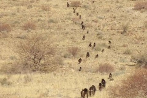 Почему бабуины передвигаются цепочкой: это человеческая черта