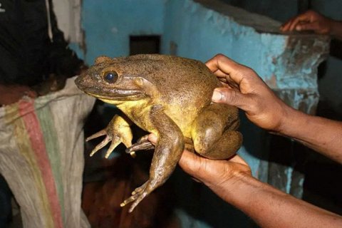 Голиаф: самая большая лягушка на грани исчезновения