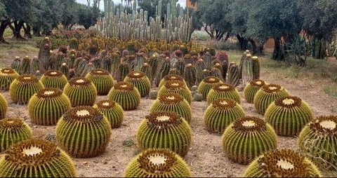 Крупнейшая кактусовая ферма в Африке