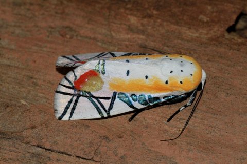 Мотылёк Пикассо: Живое произведение искусства