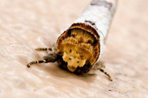 Цумаки Сячихоко — мастер природного обмана