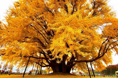 860-летнее дерево гинкго в Южной Корее