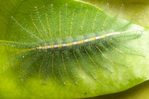 Удивительная маскировка гусеницы Эвталии бесцветной