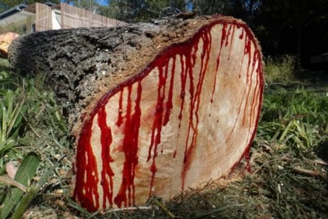 Кровавое дерево – растение, которое «кровоточит» при срезе