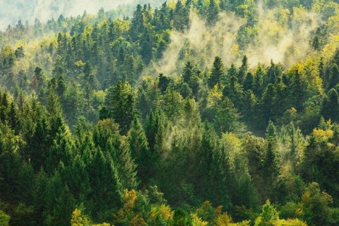 Растения могут загрязнять воздух неожиданным способом