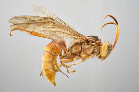 Обнаружена паразитическая оса, поедающая свою жертву изнутри