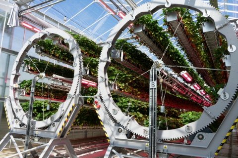 Роботы и 500-килограммовые колёса выращивают клубнику Dyson