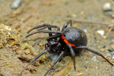 10 удивительных фактов о Чёрной Вдове