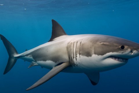 Почему у белых акул светлое брюхо: эволюция, маскировка и опасности