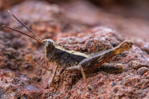 Саранча с Монте-Гордо: исчезнувший вид вновь замечен спустя 45 лет