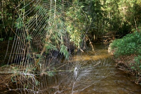 Паук Дарвина, создатель крупнейших паутин в мире