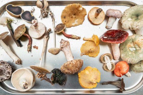 7 впечатляющих причин есть грибы