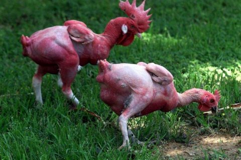 Без перьев и без шансов: что не так с «готовыми к запеканию» курами