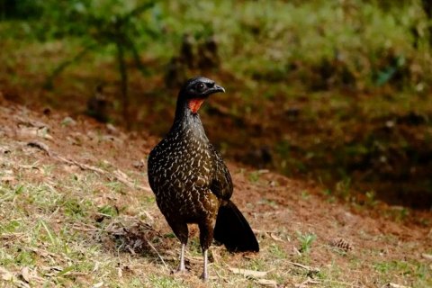 Дорогой кофе из помета птицы Жаку: необычный деликатес