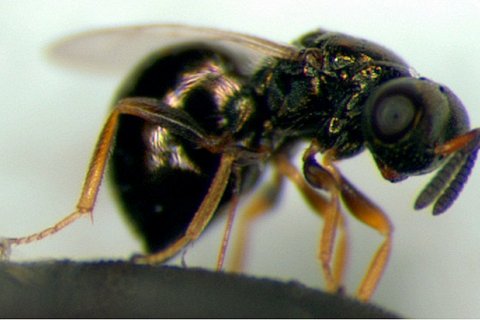 Насекомое, способное замедлить старение на треть