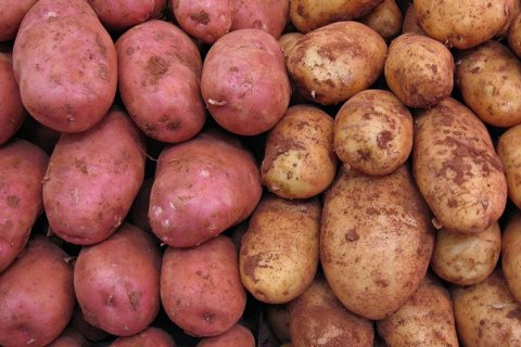 Картофель и здоровье: мифы и правда о любимом овоще