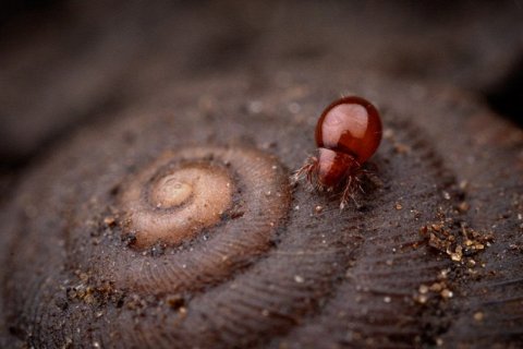 Самое сильное существо на Земле: кто поднимает в 1 180 раз больше своего веса