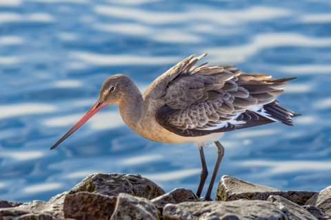 Птица пролетела 13 560 км без остановки и побила рекорд
