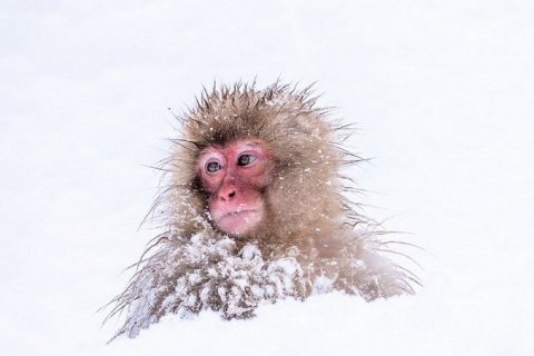 Леденящее открытие: происхождение приматов началось в холодном климате