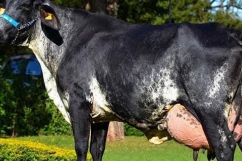 Бразильская корова установила рекорд с 343 литрами молока