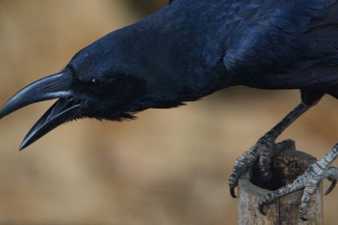 Ворон: загадки самого умного и редкого пернатого