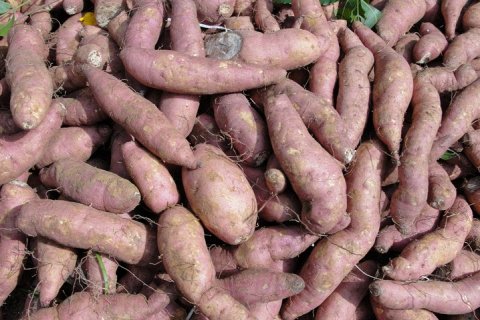 Картофель или батат: что полезнее?