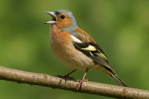 Почему птицы поют с каждым днем все больше