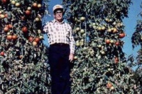 Чарльз Х. Уилбер и его рекордные томаты