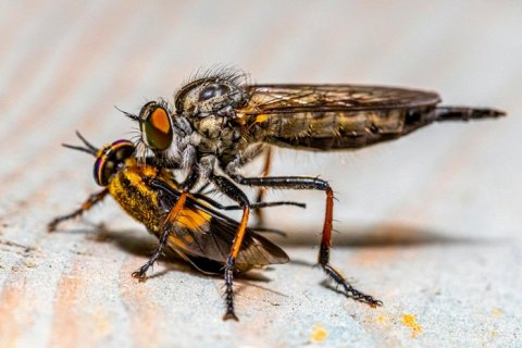 Ктыри — воздушные «ассасины»: кто они и зачем нам знать о них