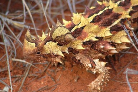 Молох — колючий дьявол пустынь Австралии